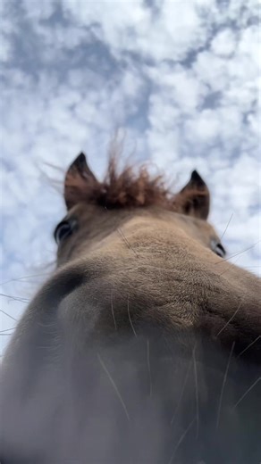 He’s so cute!!! #fyp #pony #cute #funny #trending