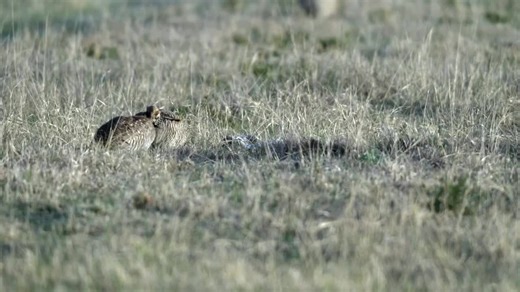 Proposed lesser prairie-chicken bill hatching debate in Colorado legislature