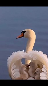 6.5M views · 273K reactions | ❣️ | Spoken Word Artist ALieN | Facebook