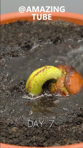 120 Days in 1 Min - Growing Durian Tree From Seed #timelapse