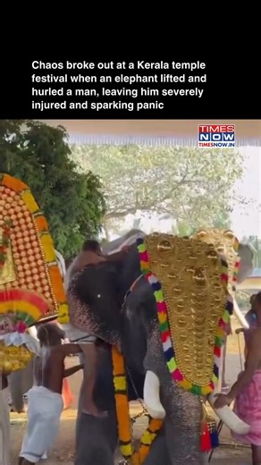🎥:loveleenchanni A man was severely injured after an elephant lifted and hurled him during a temple festival in Thrissur, Kerala, triggering panic among devotees gathered at the event. Eyewitnesses said the incident occurred amid the festivities, when the elephant suddenly turned aggressive, causing chaos as people scrambled for safety. [Thrissur temple festival, Thrissur, Kerala, elephant attack] #TNTrendingNow | TIMES NOW
