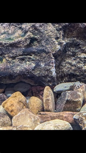 147 reactions | Yesterday, Columbus Zoo hosted the Fall Ohio Hellbender Partnership meeting! It was great to hear about all the successes and participate in discussions about future work! We also got a tour of the Hellbender rearing facility at the new Ohio Conservation Center! Stop by and see all the good work they are doing! #hellbender #headstarting #conservation #partnership | Help the Hellbender | Facebook