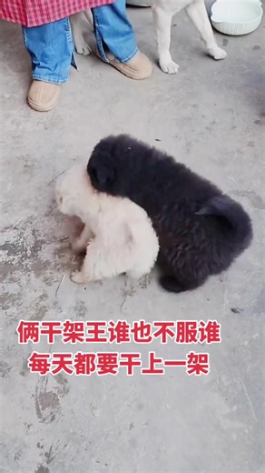勇猛小狗的日常斗争