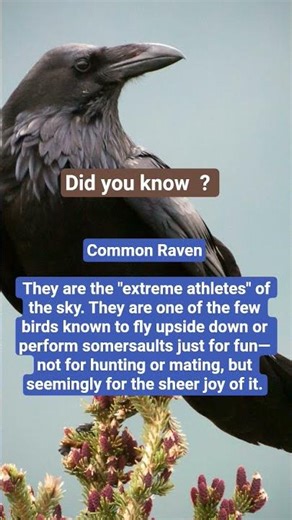 The Sky's Most Extreme Athlete: The Raven 🦅