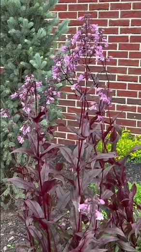 Transform Your Outdoor Space with Color & Texture | Professional Landscape Design Tips