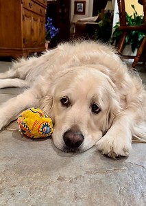 46K views · 5.6K reactions | Dis Bubba Play Ball 漏 wit Granny 辰 Bubbacini, Apple Expert | Along Came Polly, Rosie and Bubba | Facebook