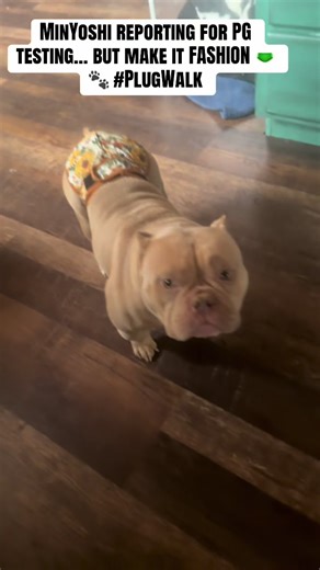 We fall in love with every dog that walks through this door… but MinYoshi in her diaper on a plug walk? Instant obsession 🩲💖🐾 #pocketbully #americanbully #plugwalk #cutedog #BullyTok