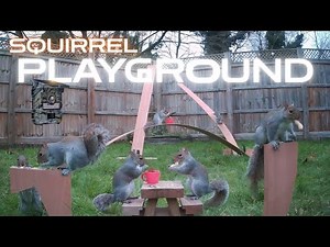 I Created An Incredible Squirrel Playground!