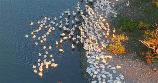 The late sunset lights up the beaks of our great white pelicans on Grand Lake, OK. Enjoy in 4k, RC | RC Livesay