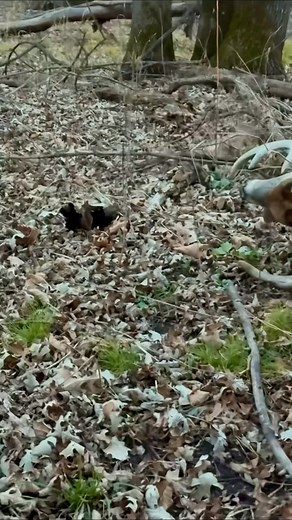 Deer season 2025. | Tom O'Connor