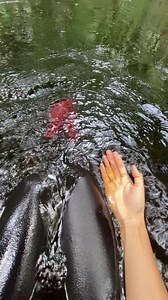 kalo ke Kalimantan mau teh gratis Tinggal seduh aja🤫 Kalo ada yang kurang bisa tambahin di komentar aja yaa ☺️🫶🏻 #kalimantan #jungle #hutankalimantan