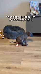 Do you love your puppy soooo much? 🐶 It's very important to keep YOUR dog happy and healthy. ✅ Master all the important life skills with bite-sized lessons ✅ All the information about health, nutrition, and longevity ✅ 24/7 support from professional dog coaches and behavioralists Created by a team of professional dog coaches, nutritionists, and service dog trainers, Raising Dog is the first fully personalized book you will ever need to transform your dog into the happiest, healthiest dog in the