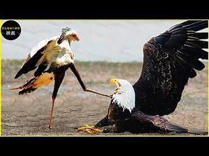 30の残忍な瞬間鳥が獲物を狩る | 野生動物ドキュメンタリー