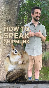 68K views · 2.6K reactions | How to Speak Chipmunk And no not like...