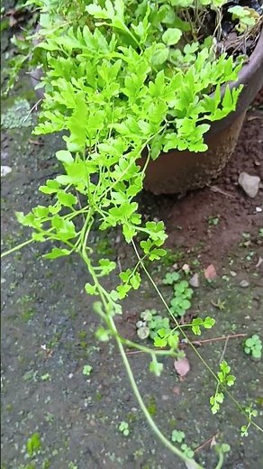 2026•7•9•♬カニクサ(蟹草)ツル性のシダ植物★伸びる葉は非常に強く２ｍ以上の長さに達する塀やコンクリートに自生🙀婆の庭の草ﾖﾘ