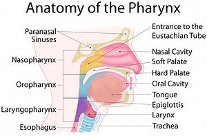 Pharynx function, anatomy, location, muscles, structure and Esophagus parts | Science online