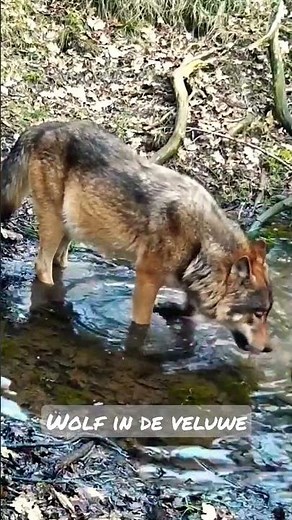 wolf in de veluwe