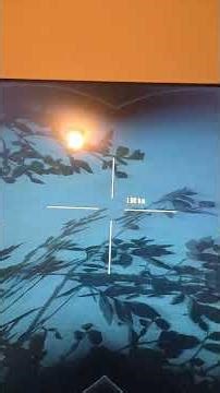 diamond cape buffalo on multi-player server