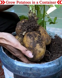 1.2M views · 13K reactions | No one will teach you how to grow potatoes this way. I will teach you a very easy way to grow potatoes. If you want, you can grow it in a sack or container. But the most important thing in growing potatoes is preparing the soil. I have shown in this video what fertilizer to use in potato cultivation. | Small Vegetable Garden | Facebook