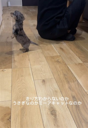 迎えて1日目のチワックス子犬の成長日記