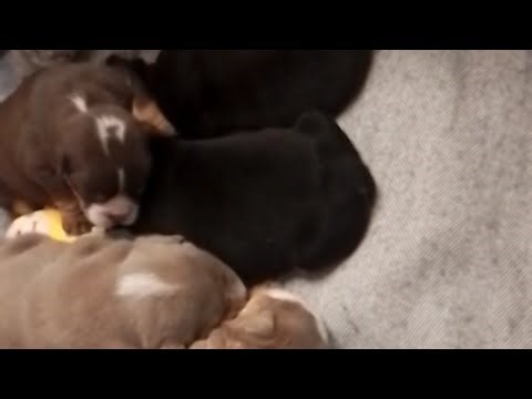 LIVE 강아지가 쉬고 있어요 our english bulldog pups resting after having milk paying mga tutankhamen busog