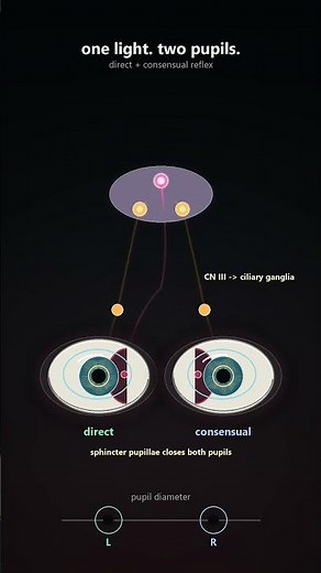 Pupillary Light Reflex: Direct vs Consensual (Afferent & Efferent Pathway)
