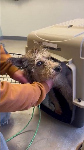 Woman Rescues A Blind Dog While On Lunch Break | The Dodo