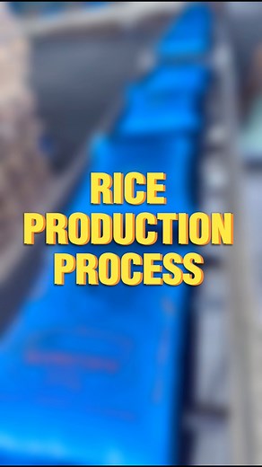Rice Production Process at Kingfields 🌾 | Kingfields Rice Solutions Inc.