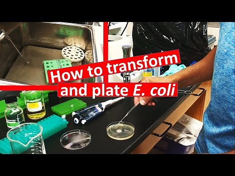 E. coli transformation and plating