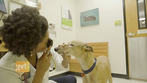 The dangers of stress and compassion fatigue are well-documented in Veterinary Medicine. Watch to see how experts at Banfield Pet Hospital are approaching these problems in their clinics. | NAVC