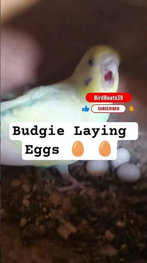 Angry Budgie Laying Eggs 🥚 Parakeet Breeding & Nesting Moments | #shorts #budgies #birds