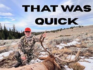 DIY Public Wyoming Elk Hunt - Unexpected Visitor