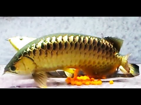 The Complete Life Cycle of Arowana Fish | The Silent Superman - The arowana father