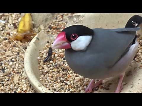 Le Padda de Java - Le Jardin aux Oiseaux - Zoo d'Upie (Drôme) France