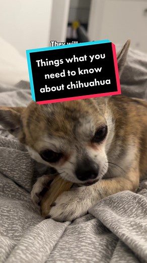 Secrets from chihuahua owner 🙃 #chihuahua #che_dog #cutedogs #thingsyoushouldknow