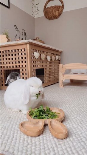 House Rabbit Home Setup | Indoor Rabbit | House Bunny | Pet Enclosures Part 6