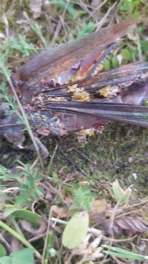 Then I saw this... #insects #nature #decomposition
