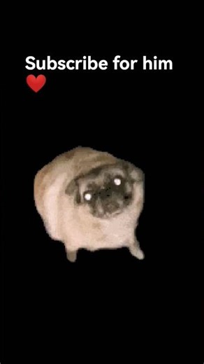 Dancing pug meme #meme #funny #trend