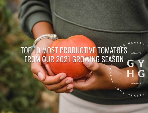 Our 10 Most Productive Slicer Tomato Varieties from Last Season