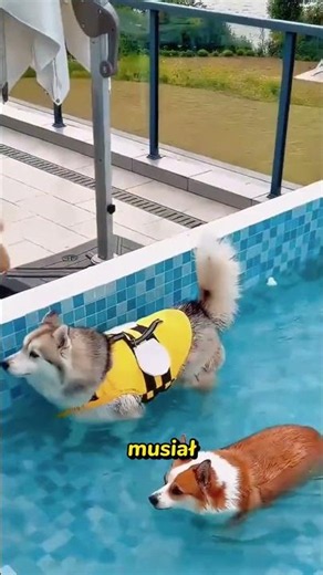 We didn't expect this - husky vs. small dog in the water 😲 #shorts