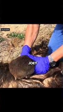 This Woman Found a Baby Wombat Alive Inside His Mother's Pouch 🥹🩷