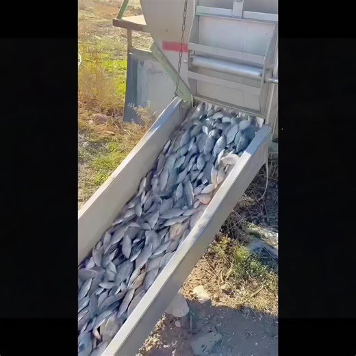 Understanding Tilapia Invasive Species in Southern China