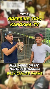 106K views · 1.4K reactions | Breeding Tips ni Kanokma TV talagang Champion HAHAH #noanimalswereharmedinthisvideo #noanimalswereharmed | Billy Canlas | Facebook