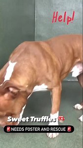 6.2K views · 264 reactions | A5466445 ✰ TRUFFLES FINAL PLEA...