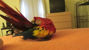 3.2K views · 239 reactions | Just call me Multitasking Macaw. I can play the feather game with blonde girl and keep her amused while still preening myself and shaking a tail feather or two. - Bandit | Bandit the Scarlet Macaw | Facebook