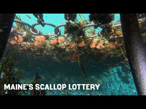 The bizarre lottery behind Maine's scallop fishery