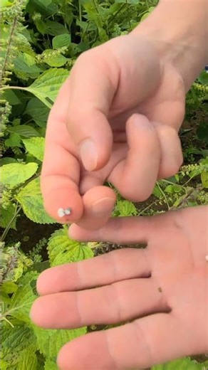 When harvesting perilla seeds, you must harvest them when they are ripe to produce a lot of peril...