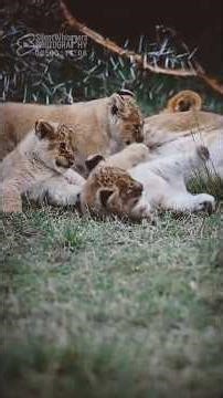 FUNNY! 3 Tiny Lion Cubs In Chaos Mode! 🦁😂