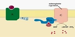 Video explaining intracellular signaling