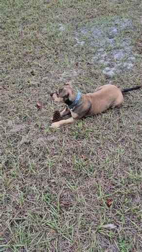 Walking the dog Rolling Stones